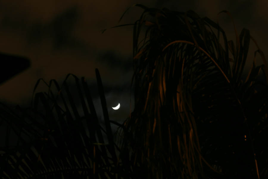 Moon through the palm trees (75mm, f/16, 30 sec)<!--CRW_1857.CRW-->